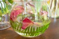 Pink calla Lily submerged in water