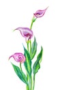 Pink calla Zantedeschia with leaves, watercolor