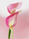 Pink callas Royalty Free Stock Photo