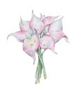 Pink callas bouquet watercolor art Royalty Free Stock Photo