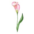 Pink callas. Floral botanical flower. Wild spring leaf wildflower isolated. Royalty Free Stock Photo