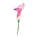 Pink callas. Floral botanical flower. Wild spring leaf wildflower isolated. Royalty Free Stock Photo