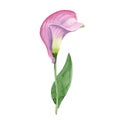 Pink callas. Floral botanical flower. Wild spring leaf wildflower isolated. Royalty Free Stock Photo