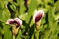 Pink callas flowers