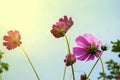 Pink calliopsis