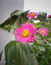 Pink callistephus yellow eye full bloom flower plant