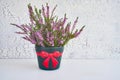 Pink calluna vulgaris or common heather flowers in flower pot. C Royalty Free Stock Photo