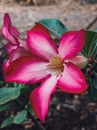 Pink Cambodian flowers bloom in the afternoon