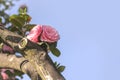 Pink camelia on blue sky in Asukayama park in the Kita district