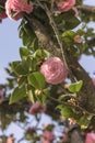 Pink camelia on blue sky in Asukayama park in the Kita district