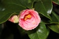 Camelia's