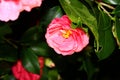 Camelia's