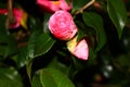 Camelia's