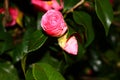 Camelia's