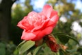 Pink Camelia Flower Royalty Free Stock Photo