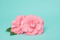Pink camelia flowers on a blue background