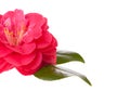 Pink camellia