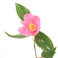 Pink Camellia