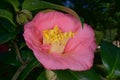 Pink Camellia Bloom Royalty Free Stock Photo