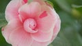 Pink Camellia Blossom. April Dawn Blush. Camellia In Garden Or Camellia Japonica. Close up. Royalty Free Stock Photo