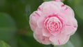 Pink Camellia Blossom. April Dawn Blush. Camellia In Garden Or Camellia Japonica. Close up. Royalty Free Stock Photo