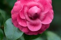 Pink camellia blossom Royalty Free Stock Photo