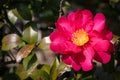 Pink Camellia Blossom Royalty Free Stock Photo