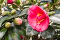 Pink camellia bush cultivar with flowers in bloom Royalty Free Stock Photo