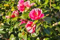 Pink camellia bush with flowers in bloom Royalty Free Stock Photo