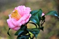 Pink Camellia Flowers Royalty Free Stock Photo