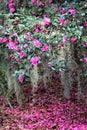 Pink Camellia Flowers Royalty Free Stock Photo