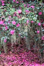 Pink Camellia Flowers Royalty Free Stock Photo