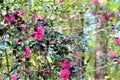 Pink Camellia Flowers Royalty Free Stock Photo