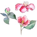 Pink camellia. Floral botanical flower. Wild spring leaf wildflower isolated.