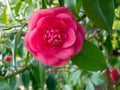 Pink camellia flower