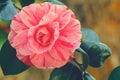 Pink Camellia flower blooming in the garden