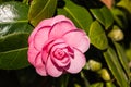 Pink camellia flower in bloom Royalty Free Stock Photo