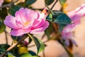 Pink camellia flower in bloom