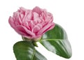 Pink camellia flower, Camellia blooming with leaves isolated on white background, with clipping path Royalty Free Stock Photo