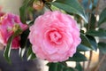 Pink camellia flower blossoming in spring Royalty Free Stock Photo