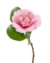 Pink camellia flower, Camellia blooming with leaves isolated on white background, with clipping path