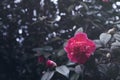 Pink camellia flower close up, toned. Delicate floral vintage background