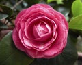 Pink camellia flower closeup Royalty Free Stock Photo