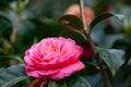 Pink Camellia Flower Royalty Free Stock Photo