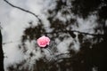 Pink Flower Floating Puddle