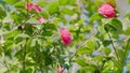 Pink Camellia Flower In Full Bloom. Flowering Camellias. Middle Of Sunny Spring Day. Royalty Free Stock Photo