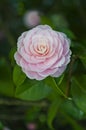 Pink Camellia flower in full bloom Royalty Free Stock Photo