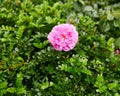 Pink Camellia Flower on green leaves Royalty Free Stock Photo