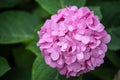 Pink camellia flower head close up view Royalty Free Stock Photo