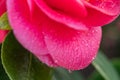 Pink camellia flower head  Japonica Camelia on a lush green bush with drops of water after rain in the garden Royalty Free Stock Photo